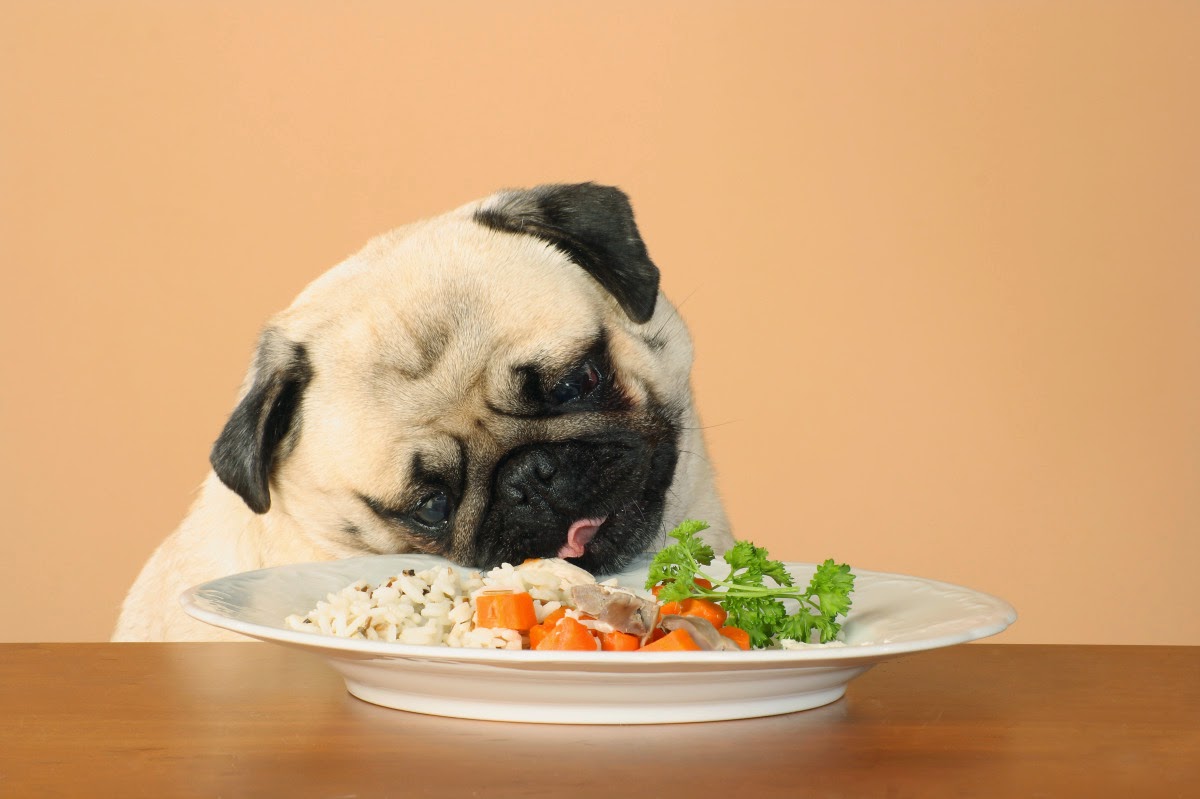Comida caseira: 7 motivos para você alimentar seu cão assim