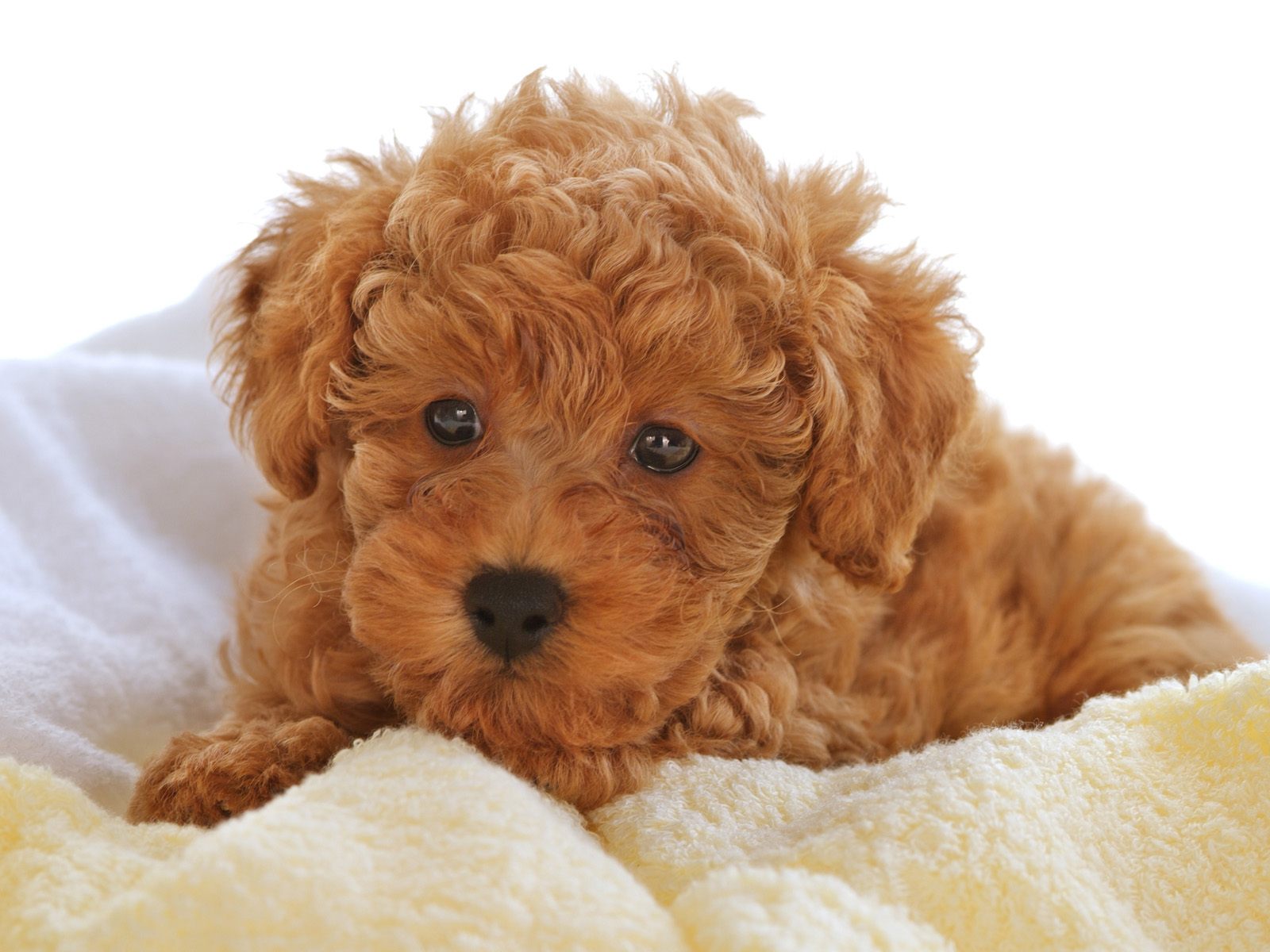 Poodle anão