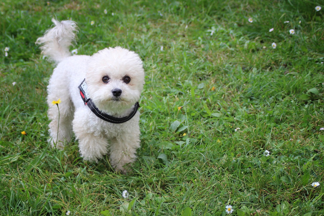 Poodle Toy