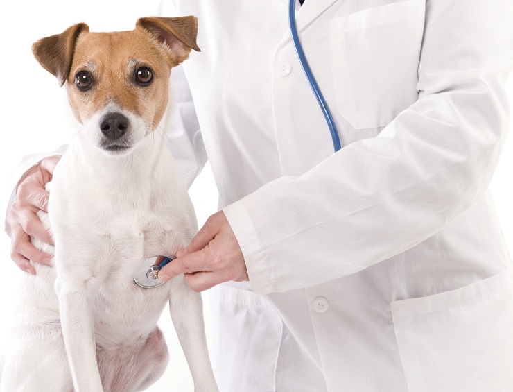 Prevenção saude do cão