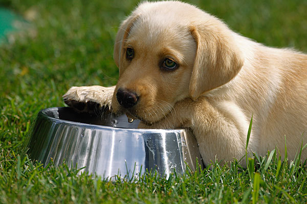 Doença renal em cães: conheça tudo sobre a insuficiência