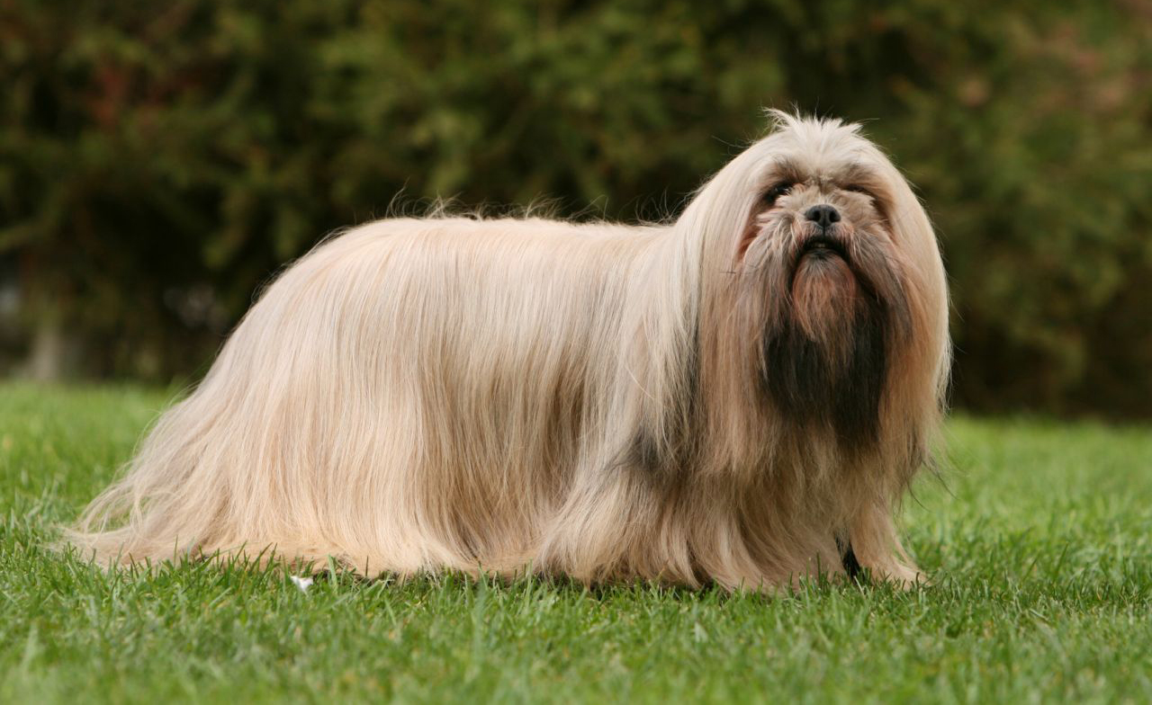 Lhasa Apso