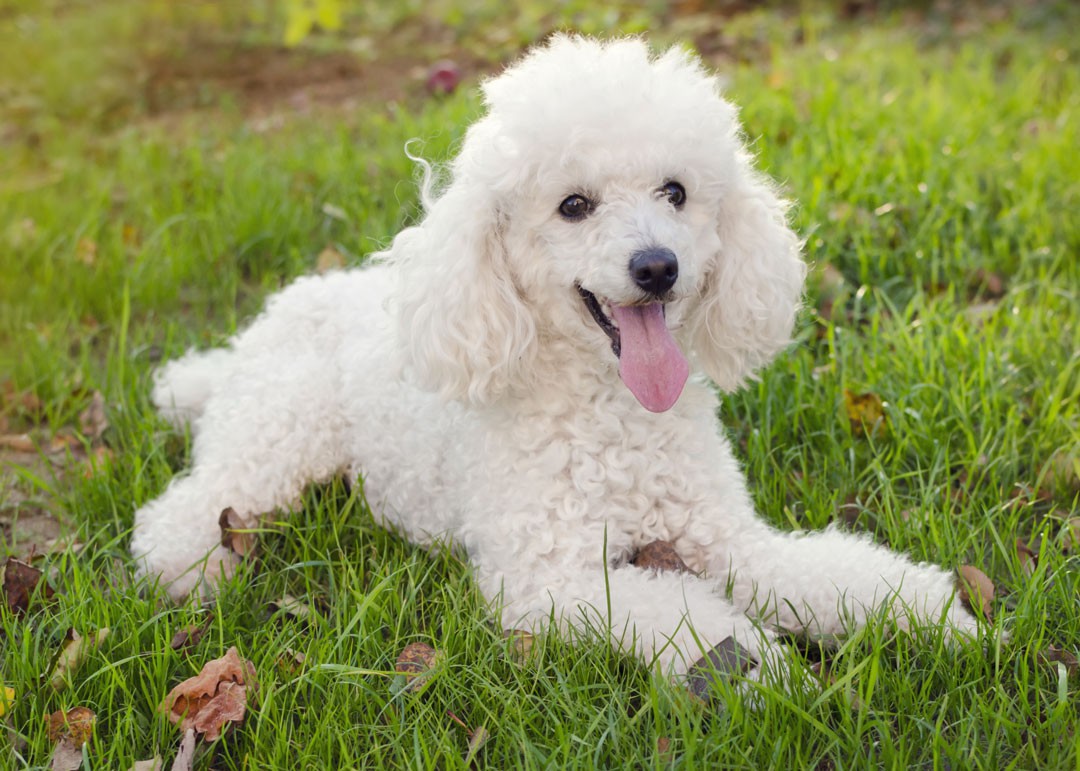 Poodle médio