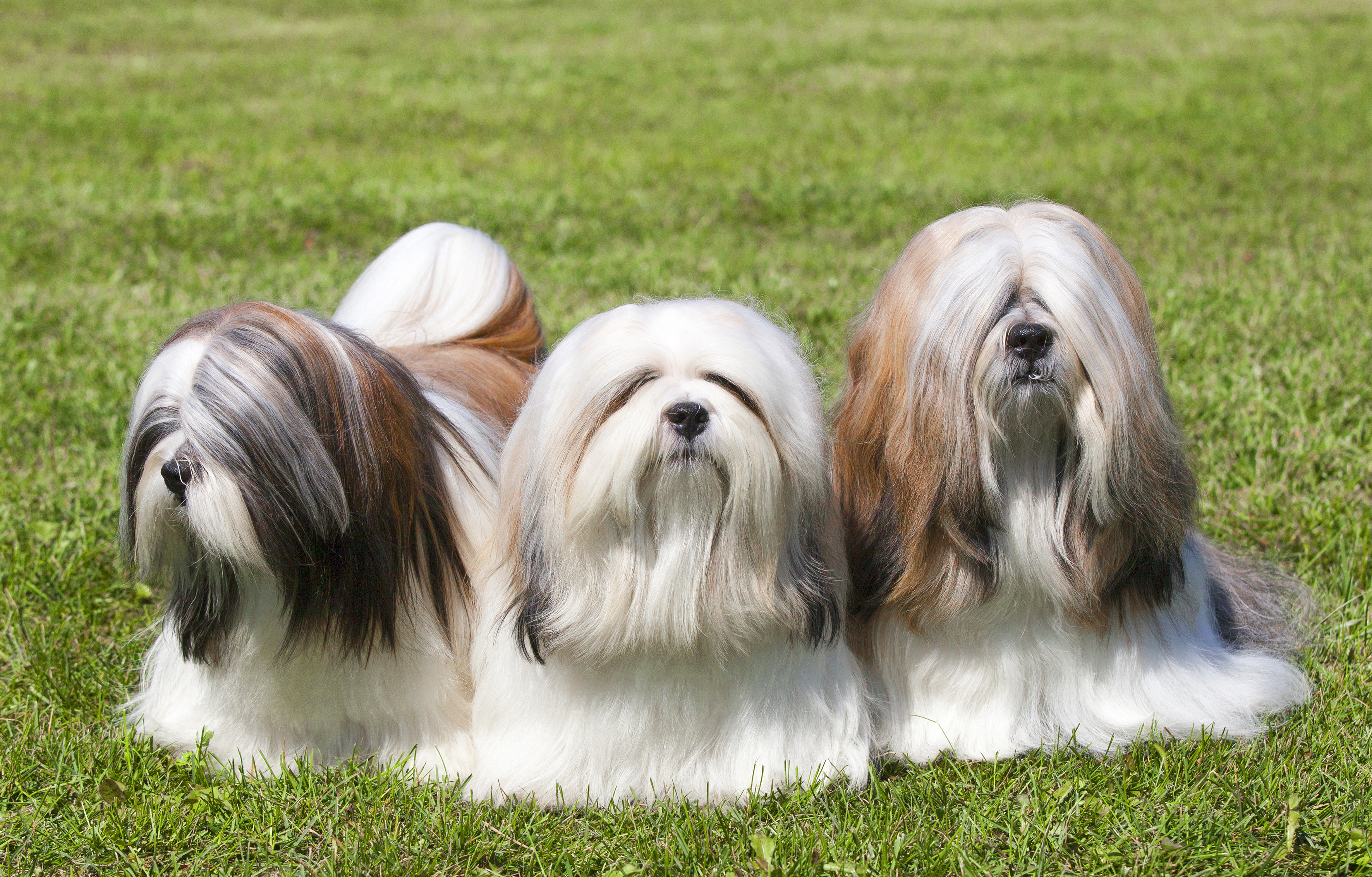 Lhasa Apso: tudo sobre uma das raças mais antigas que existe