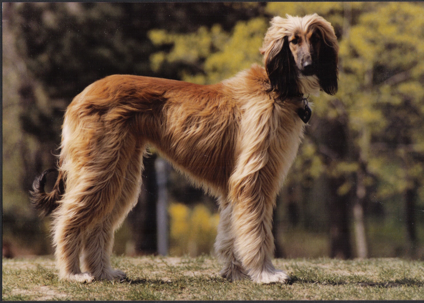 afghan-hound