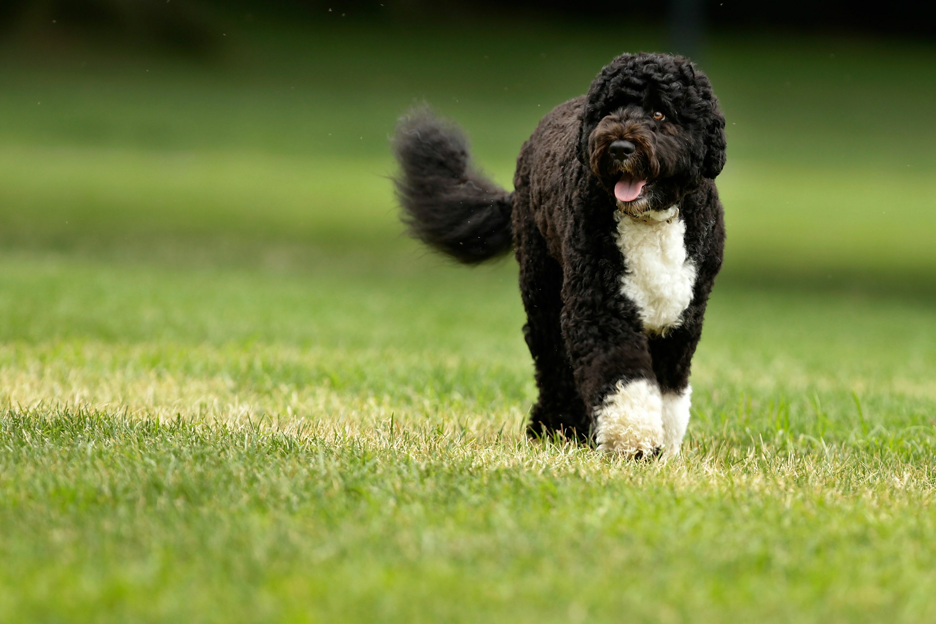 Cão de água português: conheça este incrível animal
