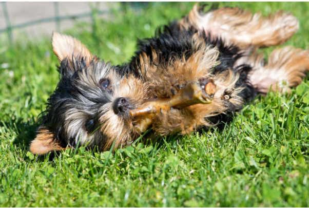 Alimentar seu cão com coisas tóxicas