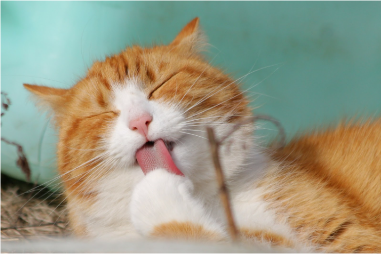 “Por que meu gato faz essas 8 coisas?”. O seu também?