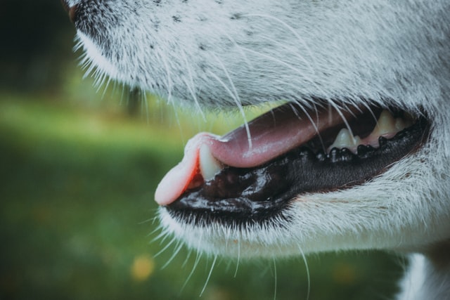 Dentista-veterinario-dr-thiago-Prescinotto