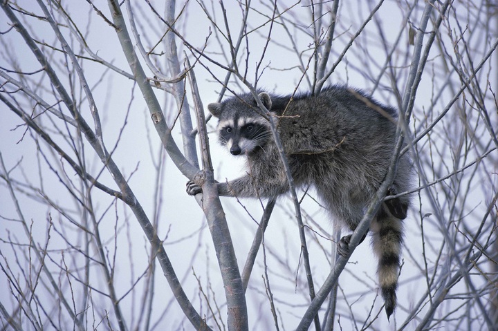 animais-silvestres-guaxinim