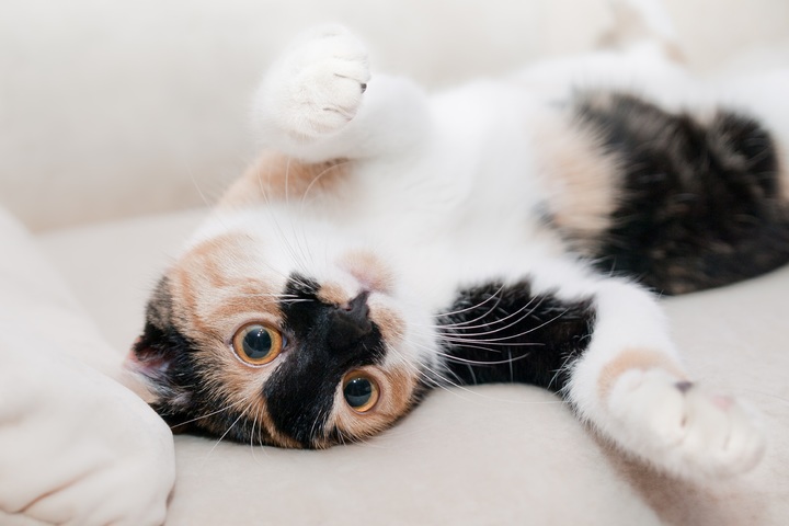 Por-que-meu-gato-senta-de-costas-para-mim