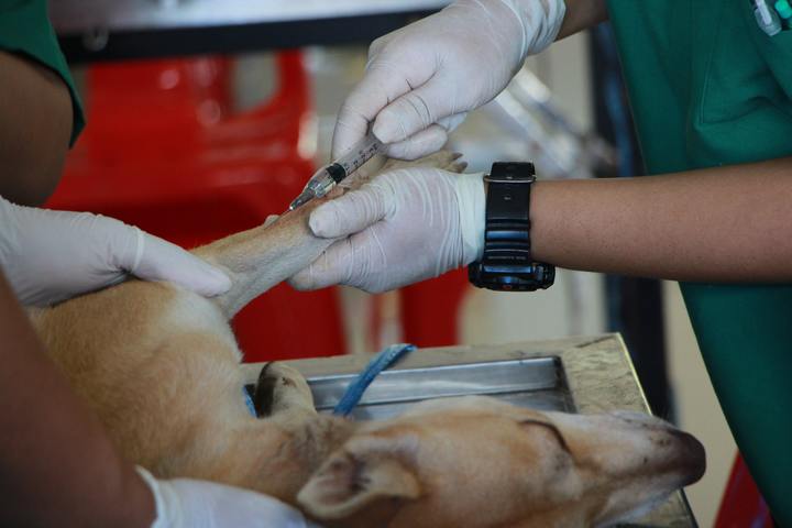 ortopedista-veterinario