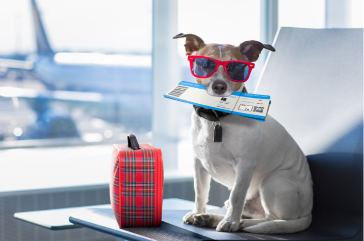 Viajar com animal de carro: 10 dicas para o dia da viagem