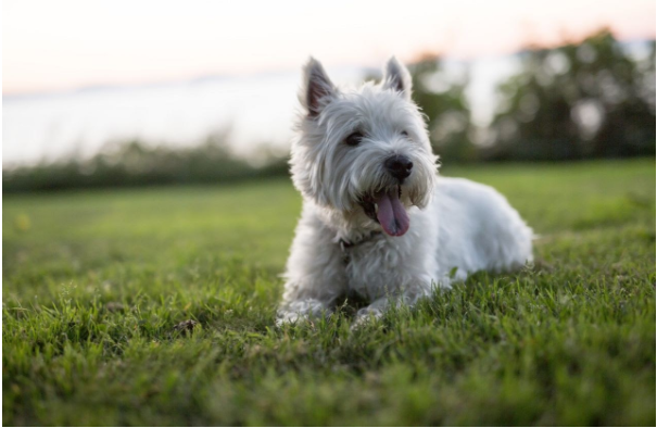 West highland white terrier: conheça tudo sobre a raça