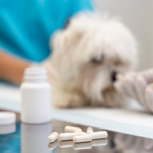 cachorro medicamentos