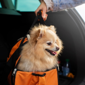 cachorro transporte