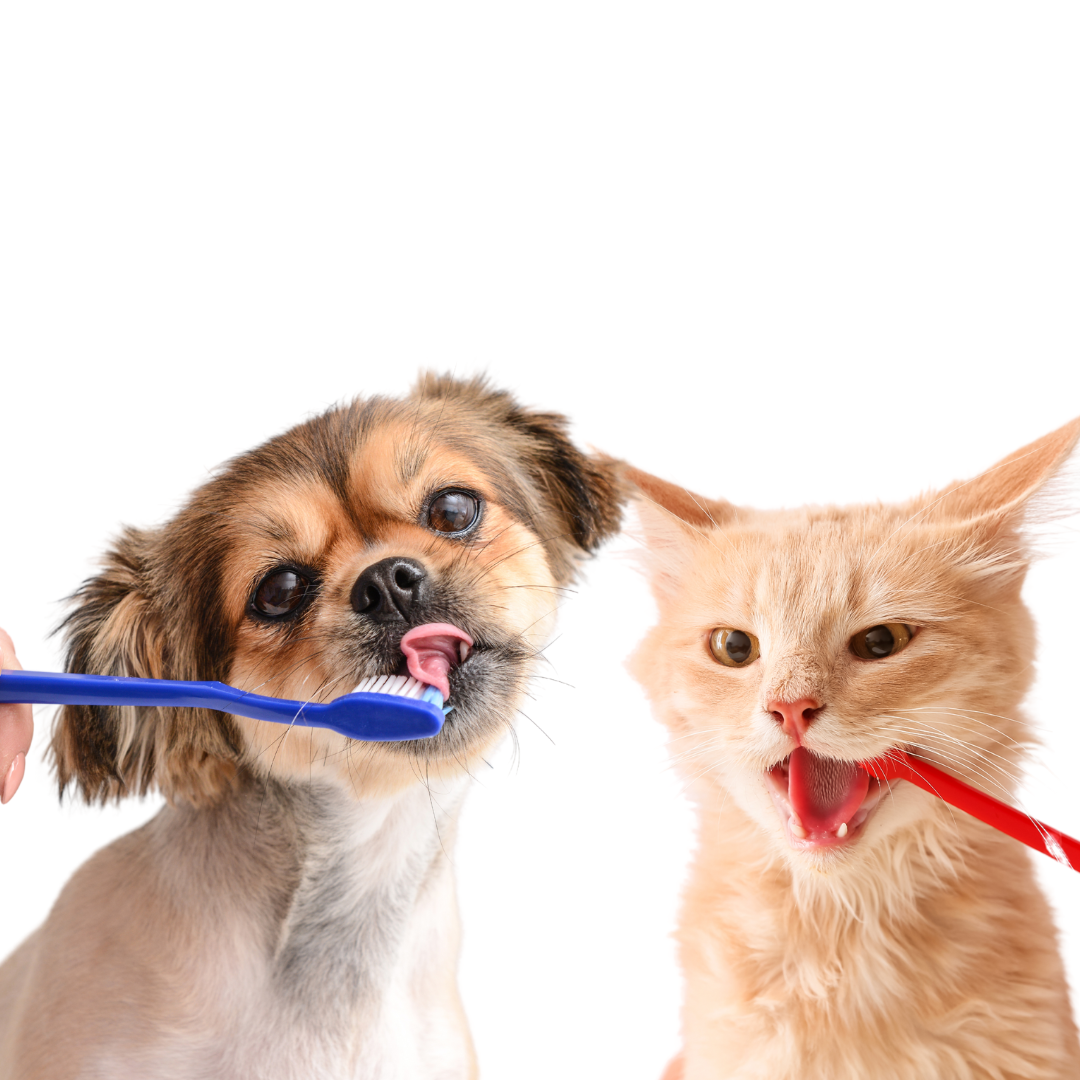 Smile Safe: Proteja seu Pet! Tudo sobre Tártaro e Como Evitar Problemas! | Jardim França