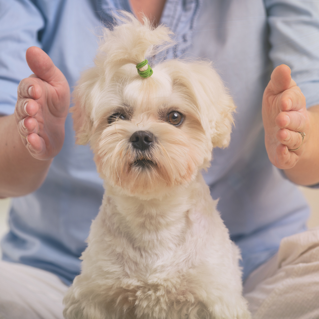 Reiki para Pets | Jardim França