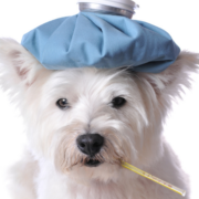 Como as Vacinas Ajudam Nossos Pets: A Importância da Imunização