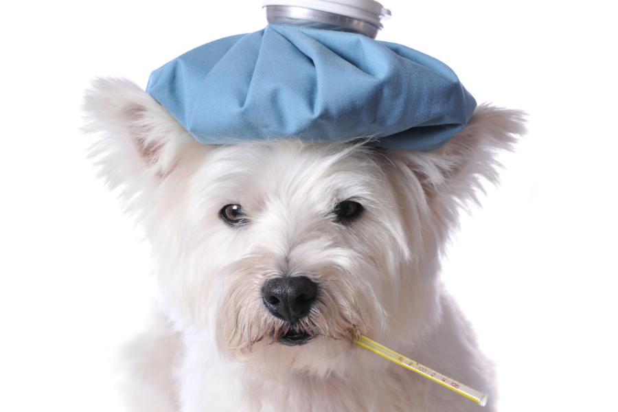 Como as Vacinas Ajudam Nossos Pets: A Importância da Imunização