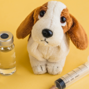 Dirofilariose: Entenda a doença, sintomas e como prevenir em cães e gatos | Jardim França