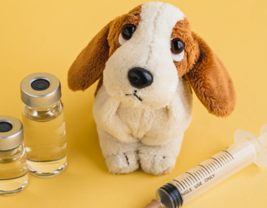 Dirofilariose: Entenda a doença, sintomas e como prevenir em cães e gatos | Jardim França