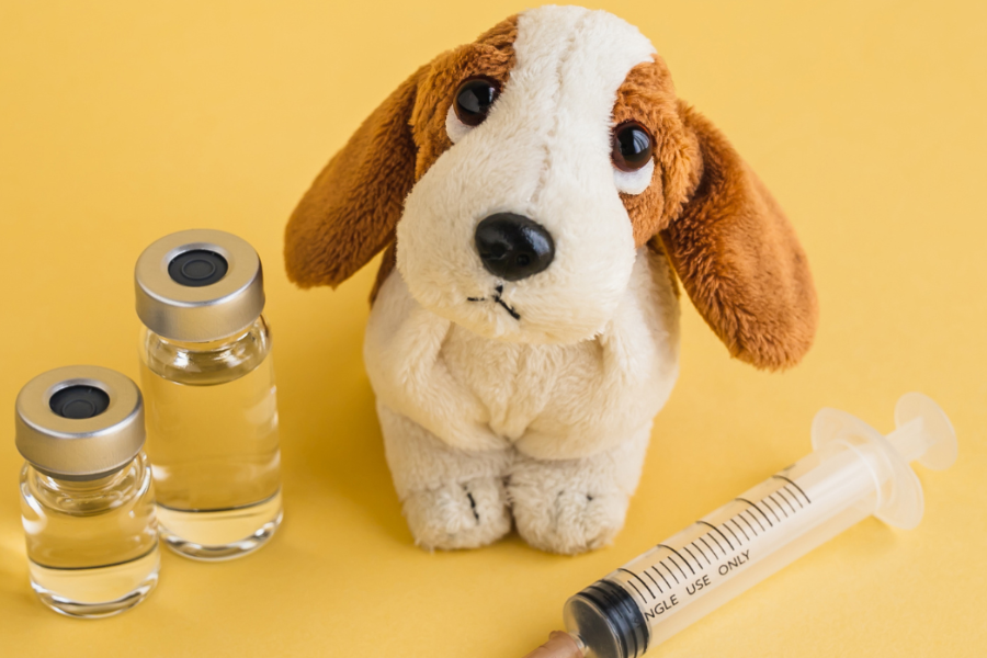 Dirofilariose: Entenda a doença, sintomas e como prevenir em cães e gatos | Jardim França