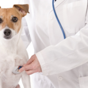 Doenças Cardíacas em Cães e Gatos: Sintomas e Diagnóstico | Jardim França