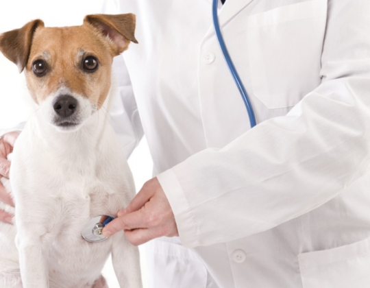 Doenças Cardíacas em Cães e Gatos: Sintomas e Diagnóstico | Jardim França