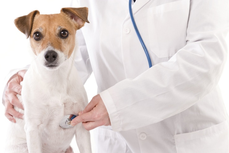 Doenças Cardíacas em Cães e Gatos: Sintomas e Diagnóstico | Jardim França